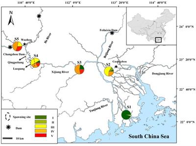 Insights Into Energy Accumulation and Allocation Strategy of Reproductive Migration of Black Amur Bream (Megalobrama terminalis) in the Pearl River Basin, China